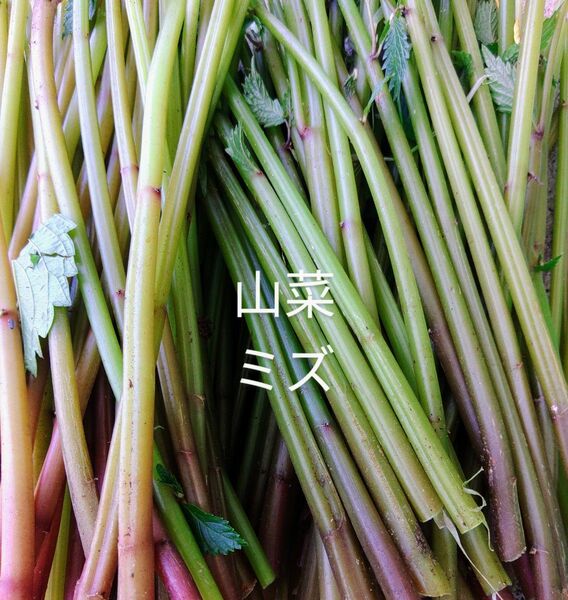 岩手県産 山菜ミズ 700g前後