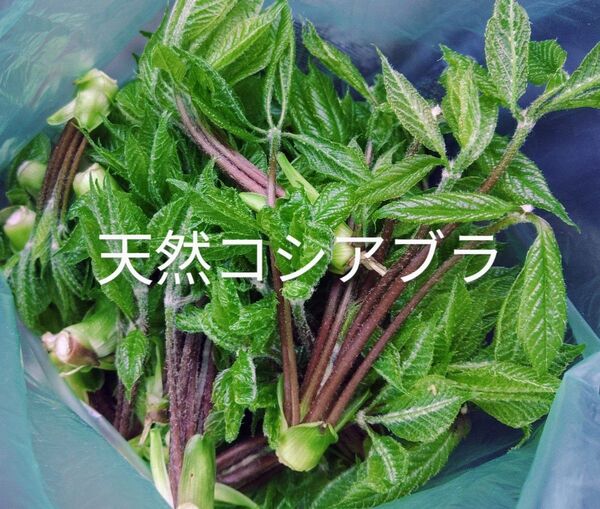 最終 天然コシアブラ 200g