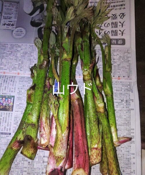 岩手県産 山ウド 500g