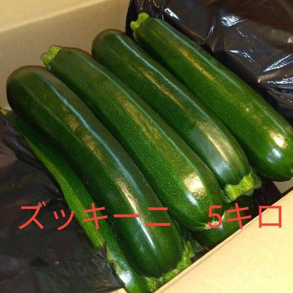 ズッキーニ 約5キロ 約25本