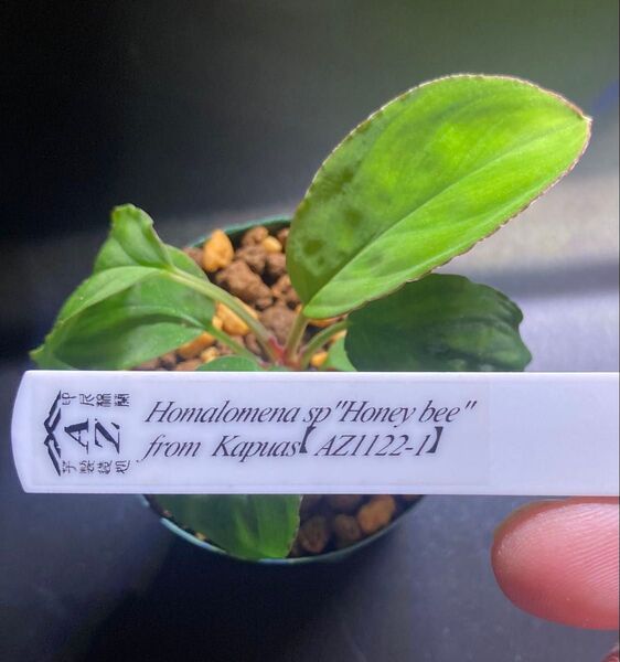 Homalomena sp"HoneyBee"from Kapuas【AZ1122-1】 ホマロメナ ハニービー 覆輪タイプ