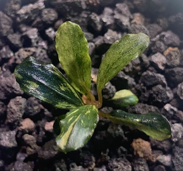 Bucephalandra sp. Variegata ブセファランドラ バリエガータ 極斑入り