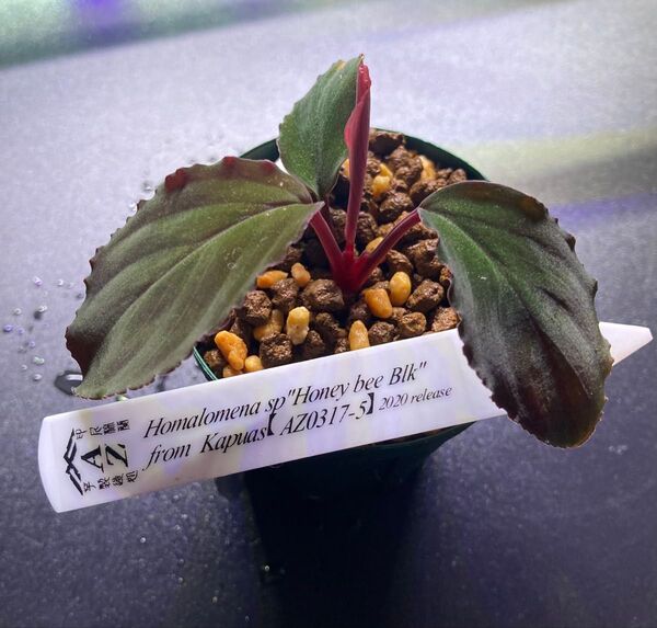 Homalomena sp. "Honey Bee BLK" from kapuas【AZ0317-5】2020 release