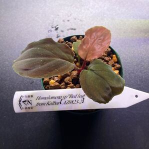 Homalomena sp. " Red leaf "from Kalbar 【AZ0823-2】おおい