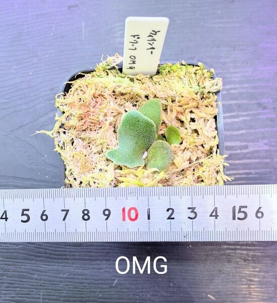 ビカクシダ、ウィリンキー ドワーフ OMG苗B
