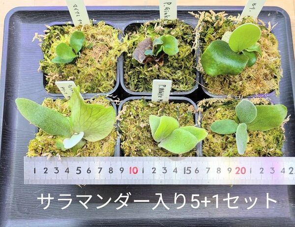 ビカクシダ、苗サラマンダー入り5+1種類セットB