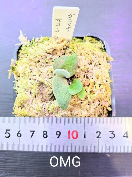 ビカクシダ、ウィリンキー ドワーフ OMG苗C