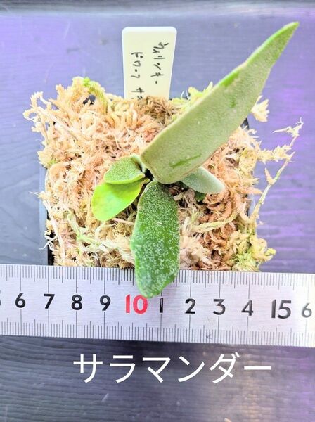 ビカクシダ、ウィリンキー ドワーフ サラマンダー苗A
