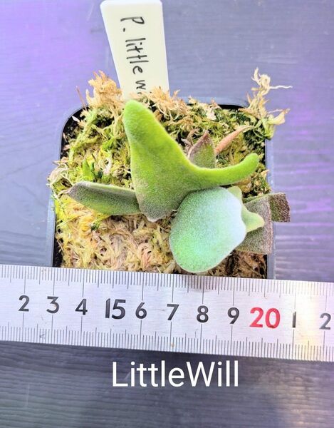 ビカクシダ、LittleWill pup苗