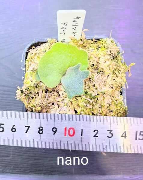 ビカクシダ、ウィリンキー ドワーフ nano苗②