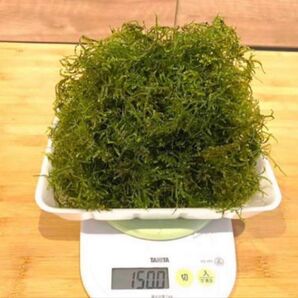 kao様専用 山盛り! 国産ウィローモス 150g 国産ウィローモスボール 3個セット おまけ付き ウィローモス