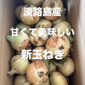 淡路島産 農家直送 新玉ねぎ 産地直送10キロ