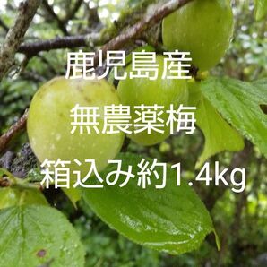 鹿児島産無農薬梅 宅急便コンパクトに入るだけ 箱込み約1.4kg