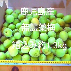 鹿児島産無農薬梅 箱込み約1.3kg 宅急便コンパクトに入るだけ