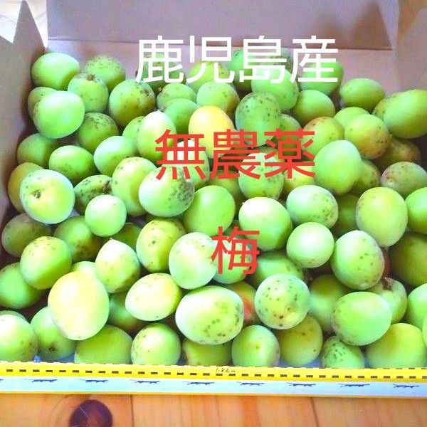 鹿児島産無農薬梅箱込み約1.3kg 宅急便コンパクトに入るだけ