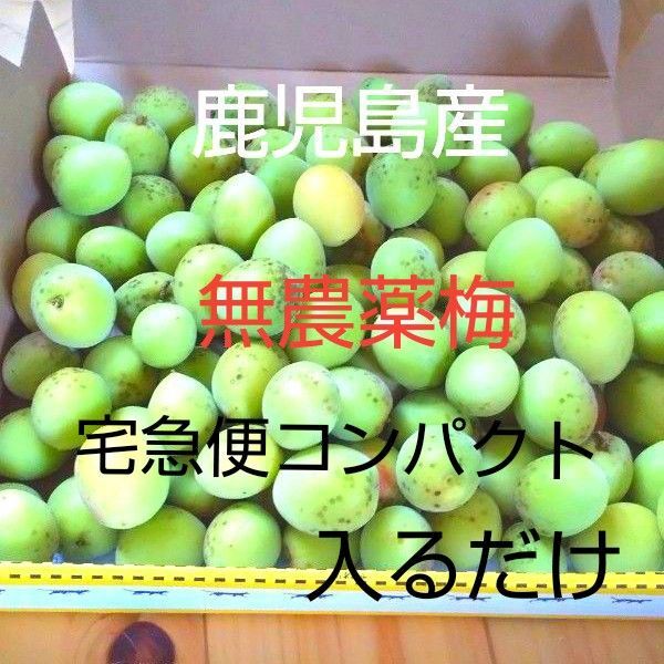 鹿児島産無農薬梅宅急便コンパクト入るだけ 箱込み約1.3kg