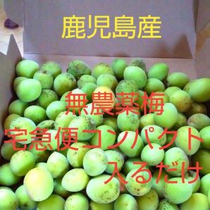 鹿児島産無農薬梅 宅急便コンパクトに入るだけ 箱込み約1.2kg