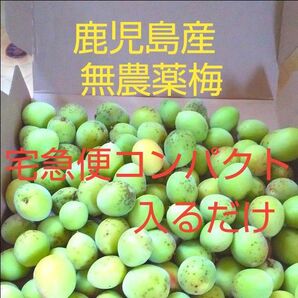 鹿児島産無農薬梅 宅急便コンパクトに入るだけ 箱込み約1.2kg