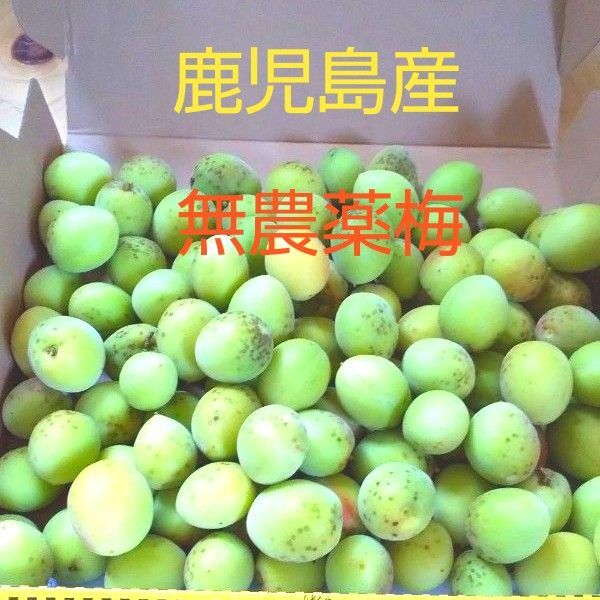 鹿児島産無農薬梅 宅急便コンパクト入るだけ