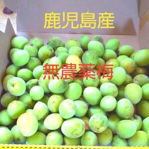 鹿児島産無農薬梅 宅急便コンパクト入るだけ