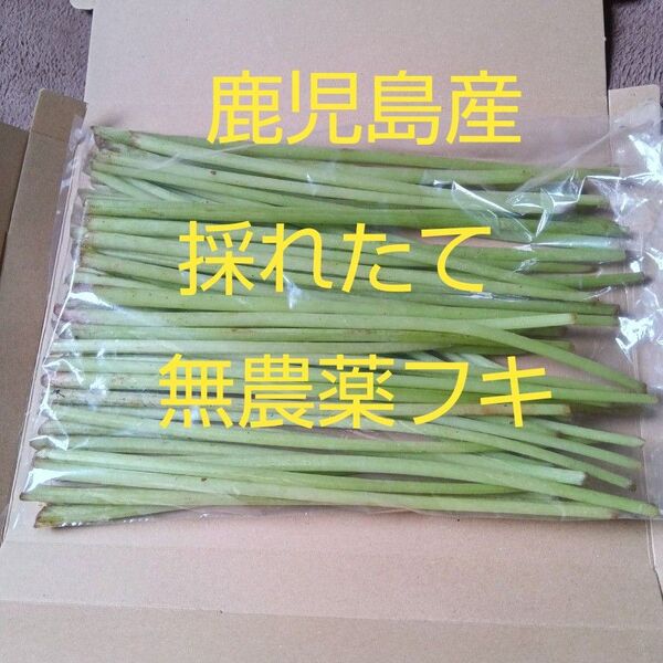 鹿児島産無農薬採れたてフキ 700g