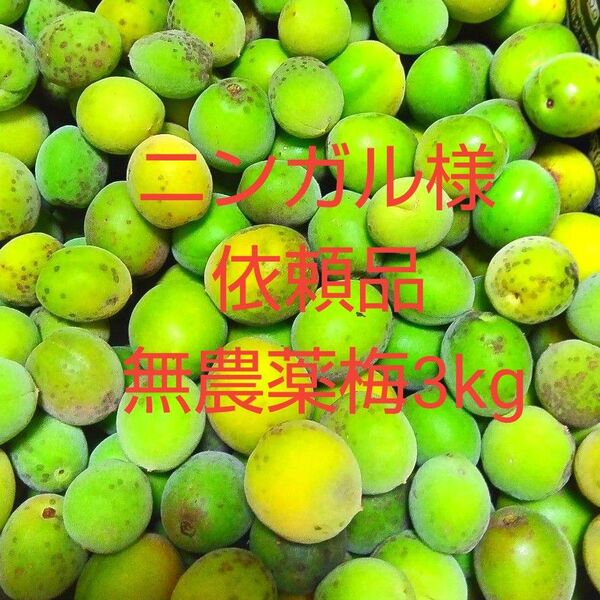 ニンガル様依頼品 鹿児島産無農薬梅3kg