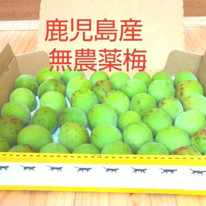 鹿児島産無農薬新鮮な青梅 約1kg 宅急便コンパクト発送