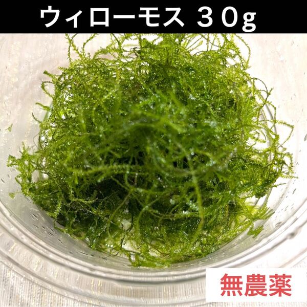 水草 ウィローモス 30g 無農薬 メダカ 産卵床 水槽レイアウト 淡水魚 熱帯魚 隠れ家 産卵期 目隠し ヌマエビ 餌 水質管理