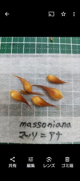 夏植えオキザリス3種の球根