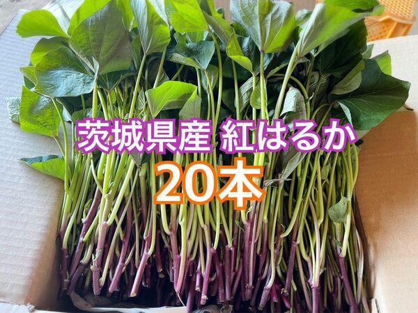 20本 さつまいも苗 紅はるか 茨城県産