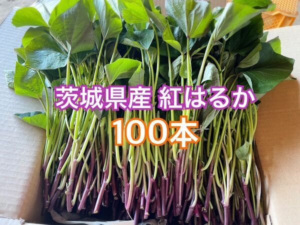 100本 さつまいも苗 紅はるか