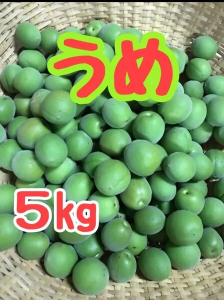 梅 青うめ 豊後梅大玉 5kg 自然栽培 農家直送