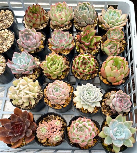 エケベリア20種類セット 名前あり カット苗 6センチポット入り 多肉植物