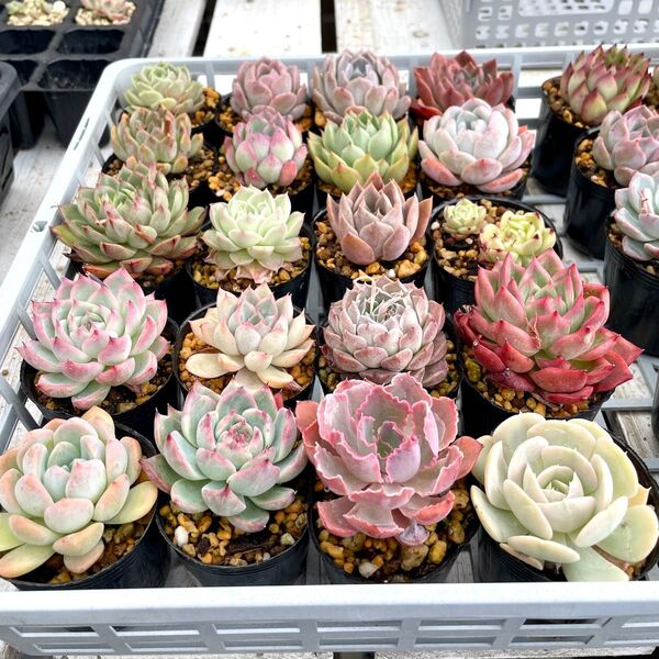 エケベリア20種類セット 名前あり カット苗 6センチポット入り 多肉植物