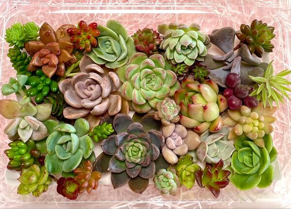 ①もりもり寄植えセット エケベリア 韓国苗 カット苗