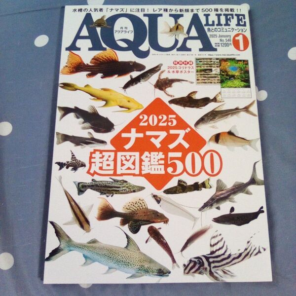 月刊アクアライフ 2025年1月号 (エムピージェー) 両面ポスター 2025年ナマズ超図鑑500 ポスター付