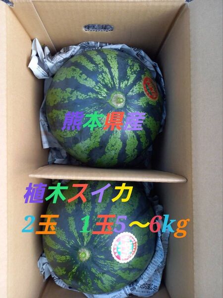 熊本県産 植木すいか 2玉 1玉5~6㎏程度
