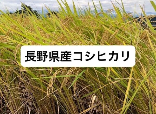 生産者から直送~★令和6年長野県産 コシヒカリ 玄米10kg ドジョウ、ホウネンエビ、サワガニのいる田んぼで作ってます 一等米