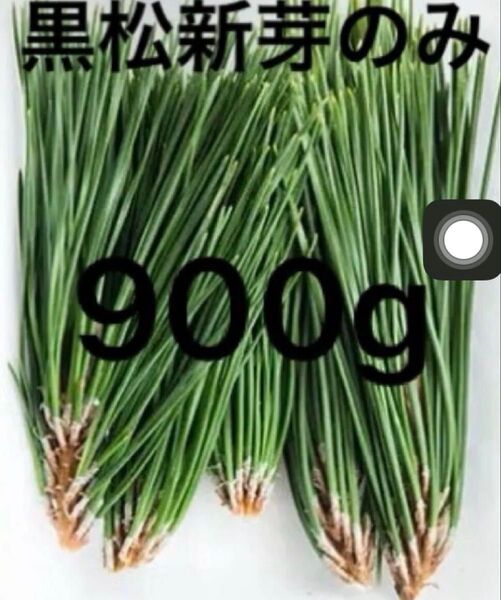 赤松の葉 野菜 岡山県産 即日発送 即購入可能