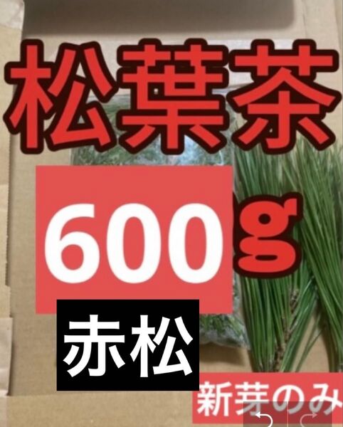 無農薬新芽のみ松の葉 松葉茶600g即購入可 即日発送 朝取れ 農薬不使用、