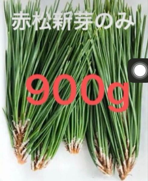 黒松新芽のみ 岡山県産 無農薬 朝取れ 即日発送