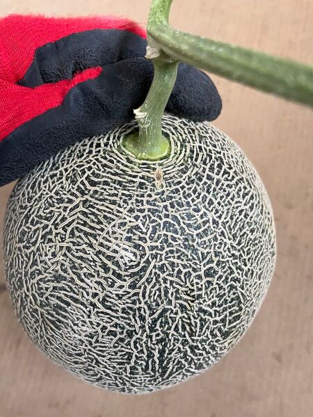 訳あり肥後グリーンメロン2玉