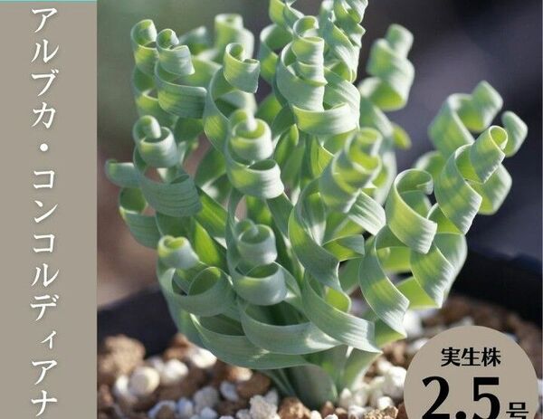 アルブカ コンコルディアナの種 20粒