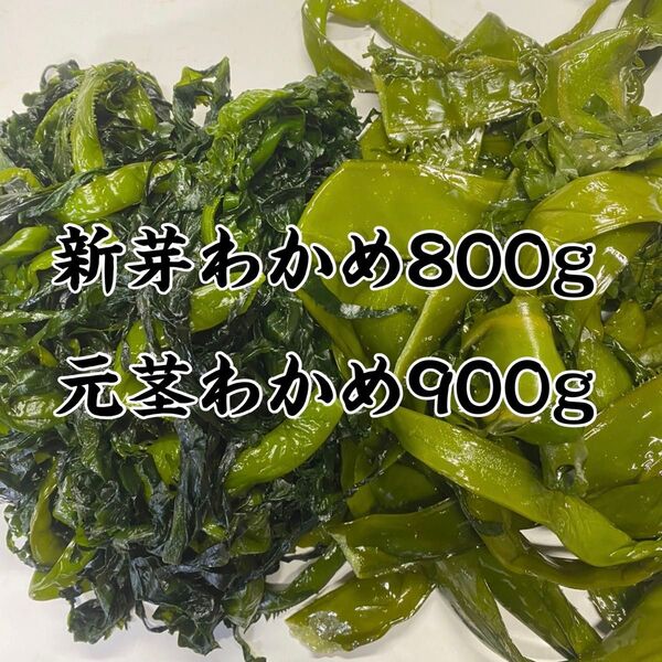 新芽わかめ 元茎わかめセット 宮城県石巻産 新もの!