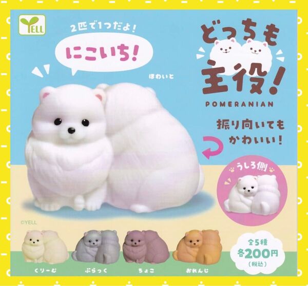 どっちも主役! ポメラニアン ちょこ カプセルトイ フィギュア ガチャポン 新品