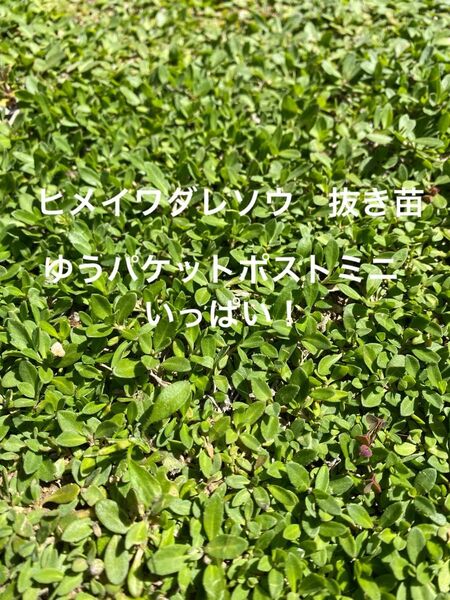 ヒメイワダレソウ 抜き苗 ゆうパケットポストミニいっぱい!