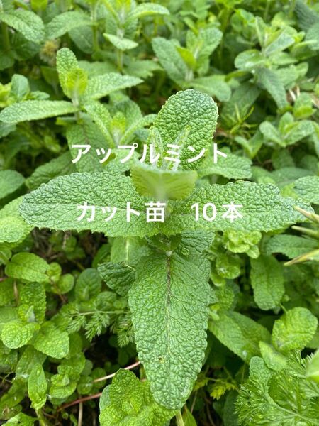 アップルミント カット苗 10本