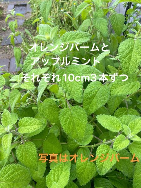 オレンジバームとアップルミントのカット苗 それぞれ10cm3本ずつ