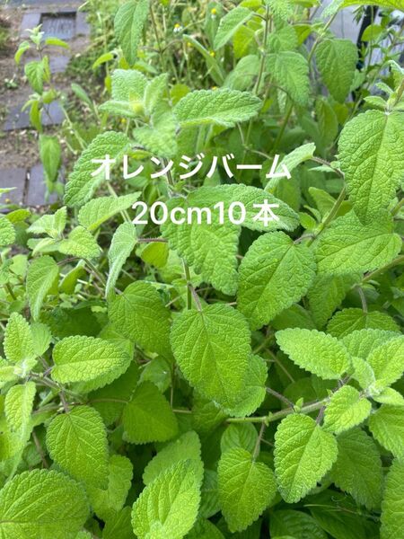 オレンジバーム カット苗 20cm10本