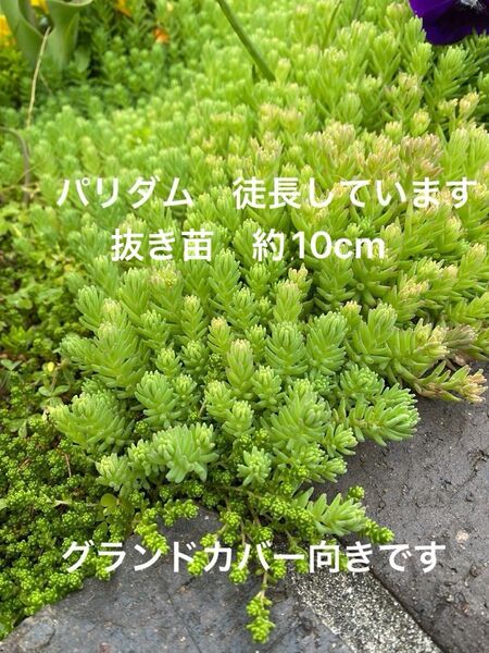 パリダム 徒長しています ゆうパケットポストミニいっぱい